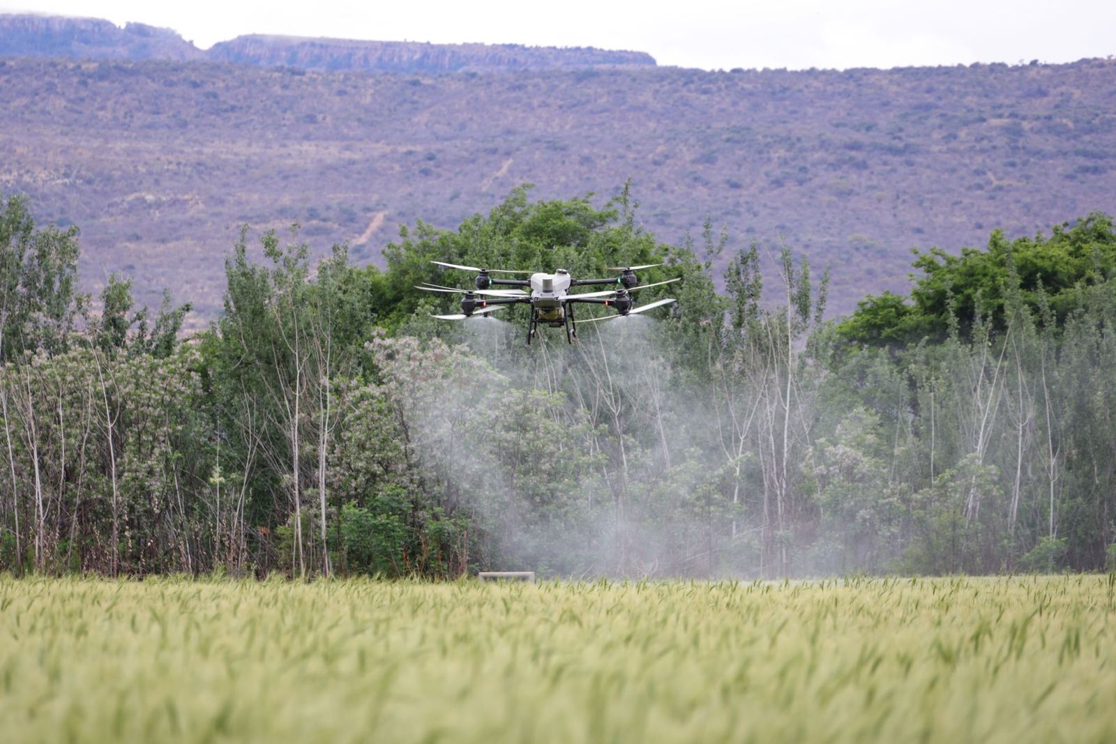 Tarımsal İlaçlamada Drone: Maliyet, Verim ve Dikkat Edilecek Noktalar